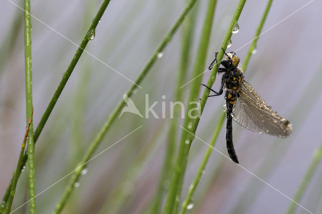 Noordse witsnuitlibel (Leucorrhinia rubicunda)