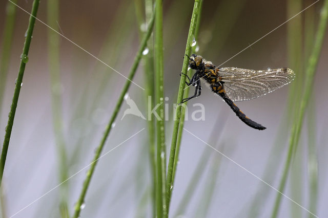 Northern White-faced darter (Leucorrhinia rubicunda)