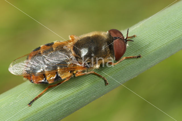 ornate brigadier soldier fly (Odontomyia ornata)