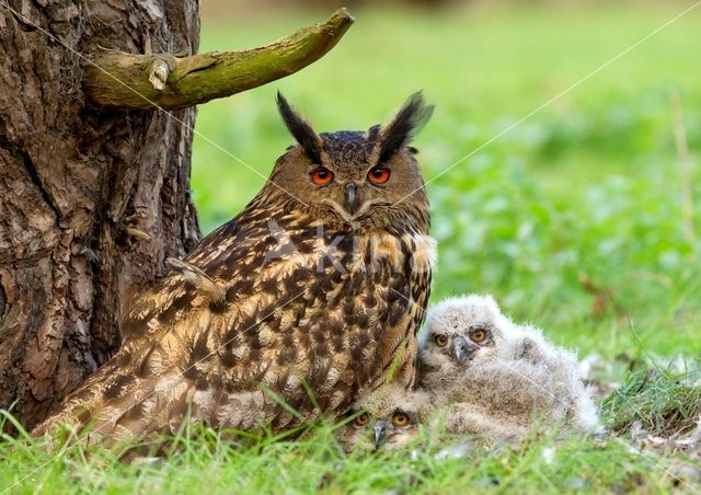 Eurasian Eagle-Owl (Bubo bubo)