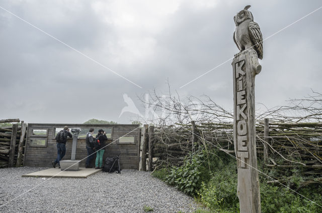 Oehoe (Bubo bubo)