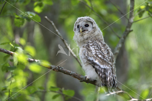 Oeraluil (Strix uralensis)