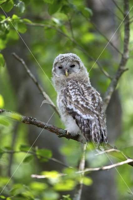 Oeraluil (Strix uralensis)