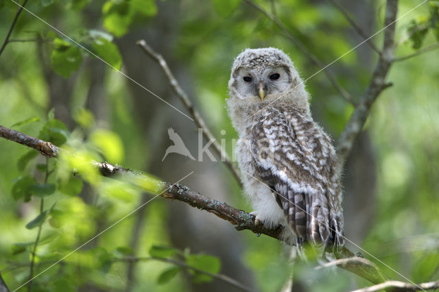 Oeraluil (Strix uralensis)