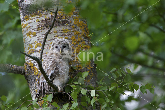 Ural Owl (Strix uralensis)