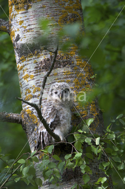 Oeraluil (Strix uralensis)