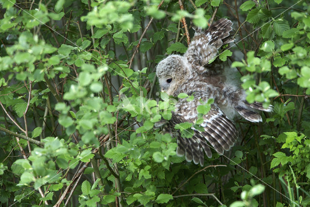 Oeraluil (Strix uralensis)