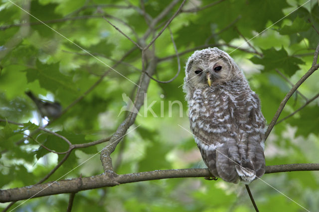 Oeraluil (Strix uralensis)