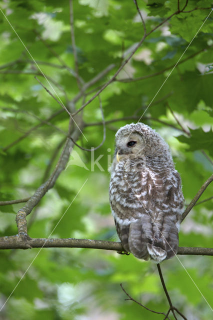 Oeraluil (Strix uralensis)