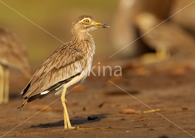 Senegal Thick-knee (Burhinus senegalensis)