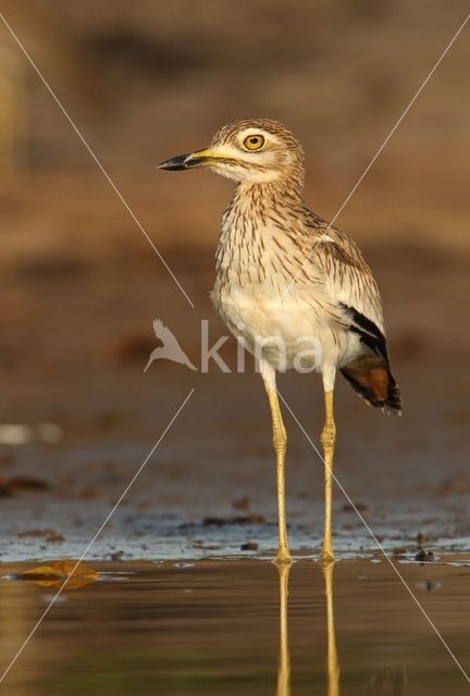 Senegal Thick-knee (Burhinus senegalensis)
