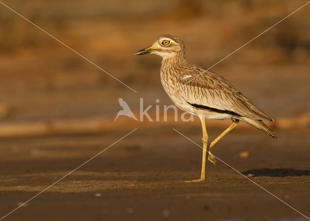 Senegal Thick-knee (Burhinus senegalensis)