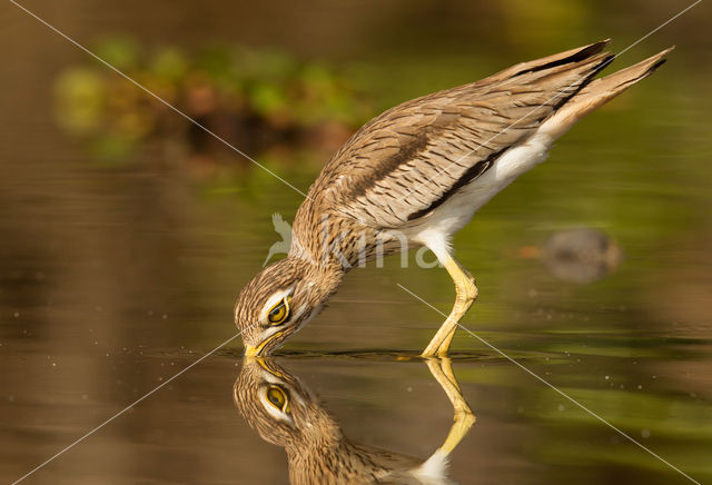 Senegal Thick-knee (Burhinus senegalensis)