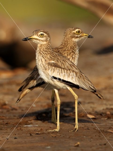 Senegal Thick-knee (Burhinus senegalensis)