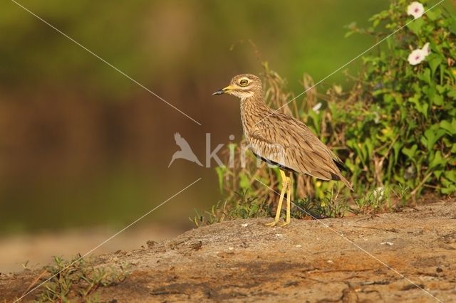 Senegal Thick-knee (Burhinus senegalensis)