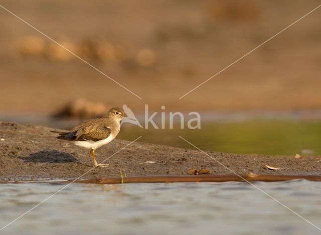 Oeverloper (Actitis hypoleucos)