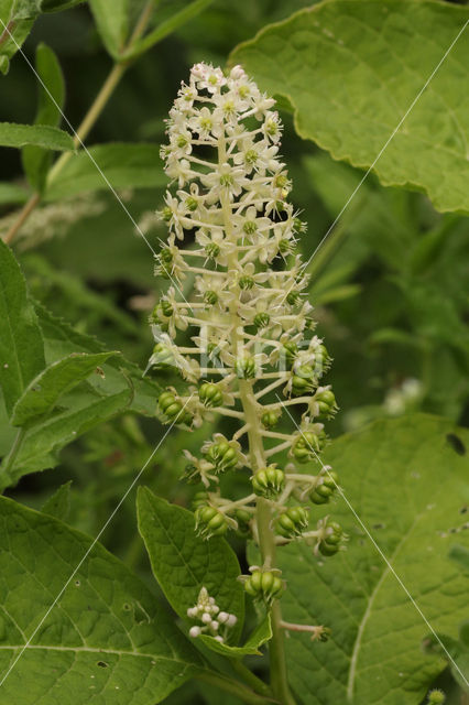 Oosterse karmozijnbes (Phytolacca esculenta)