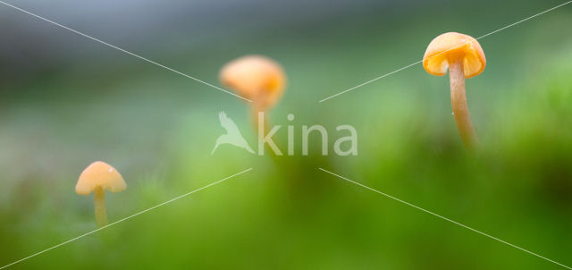 Oranjegeel trechtertje (Rickenella fibula)