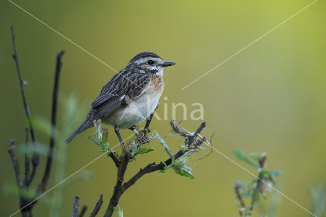 Whinchat (Saxicola rubetra)