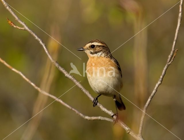 Paapje (Saxicola rubetra)