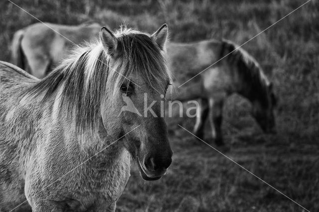 Paard (Equus spp)