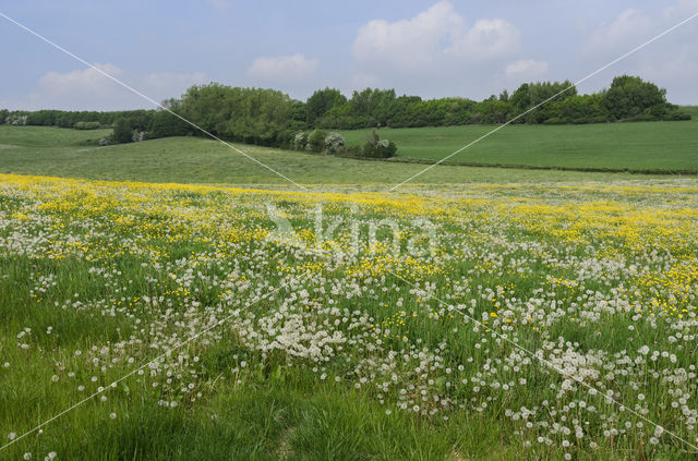 Dandelion (Taraxacum spec.)