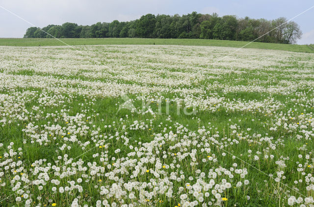 Paardenbloem (Taraxacum spec.)