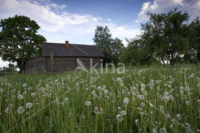 Dandelion (Taraxacum spec.)