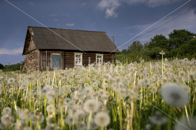 Paardenbloem (Taraxacum spec.)