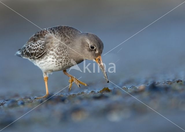 Paarse Strandloper (Calidris maritima)