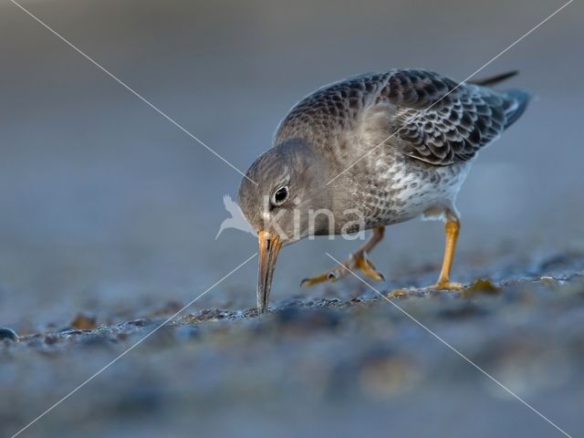 Paarse Strandloper (Calidris maritima)