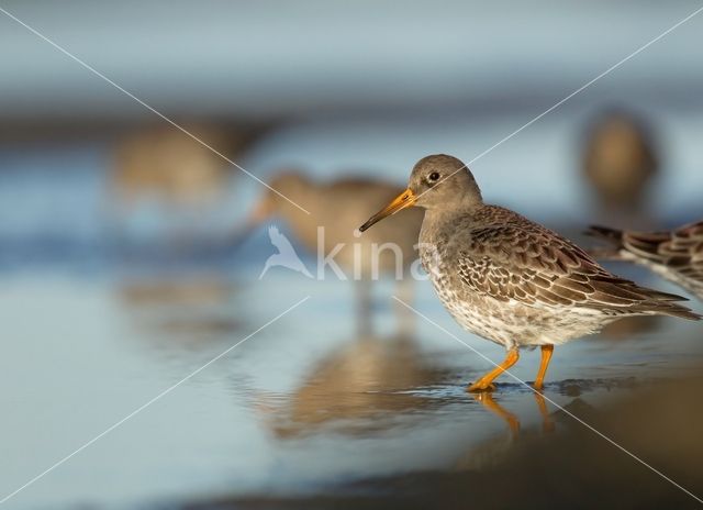 Purple Sandpiper (Calidris maritima)