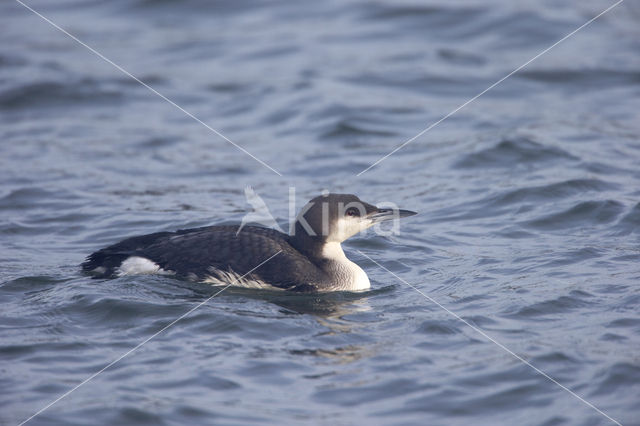 Arctic Loon