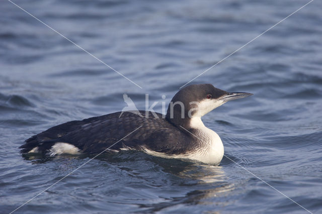 Arctic Loon