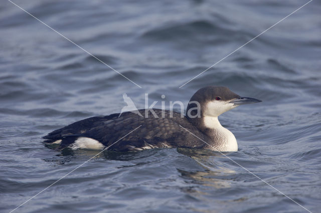 Arctic Loon