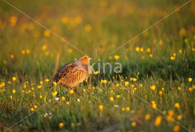 Grey Partridge (Perdix perdix)