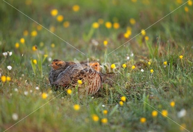 Grey Partridge (Perdix perdix)