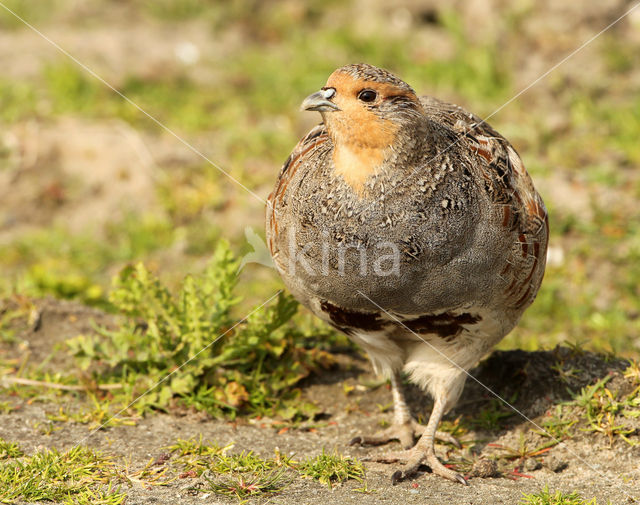 Grey Partridge (Perdix perdix)