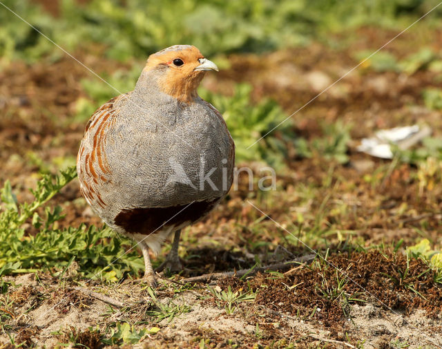 Grey Partridge (Perdix perdix)