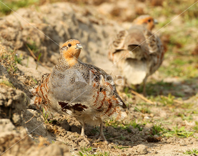 Grey Partridge (Perdix perdix)