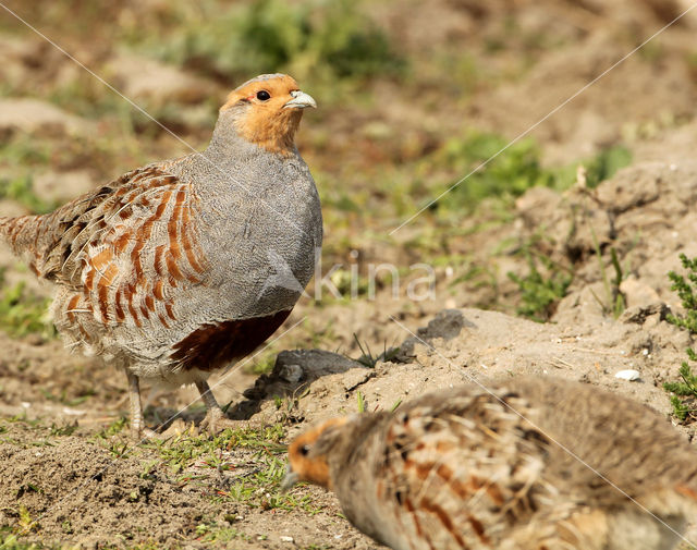 Grey Partridge (Perdix perdix)