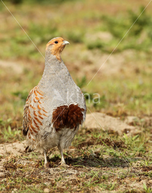 Grey Partridge (Perdix perdix)