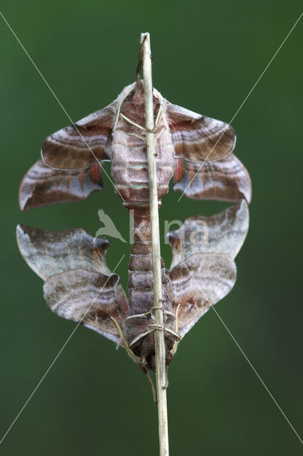 Eyed Hawk-moth (Smerinthus ocellata)