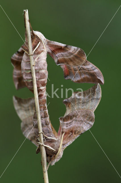 Eyed Hawk-moth (Smerinthus ocellata)