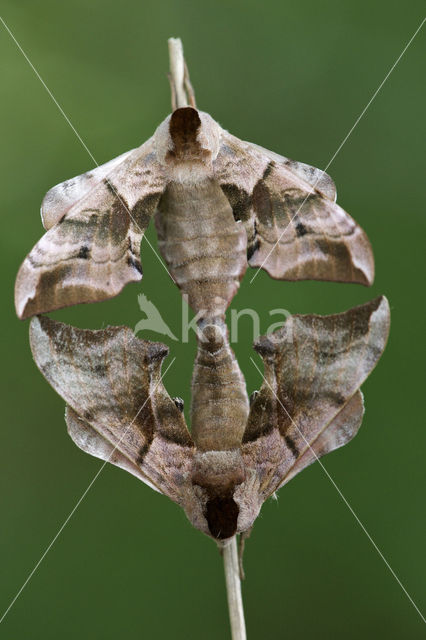 Eyed Hawk-moth (Smerinthus ocellata)