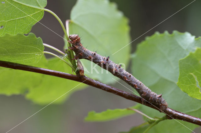 Perentak (Apocheima pilosaria)