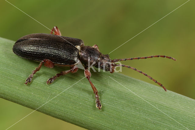 Plateumaris bracata