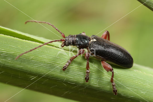 Plateumaris bracata