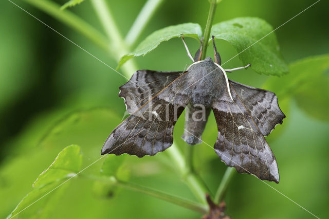 Poplar Hawk-moth (Laothoe populi)