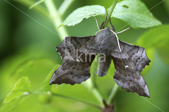 Poplar Hawk-moth (Laothoe populi)